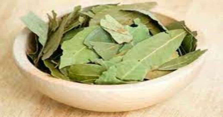 Taller de plantas medicinales en la naturaleza