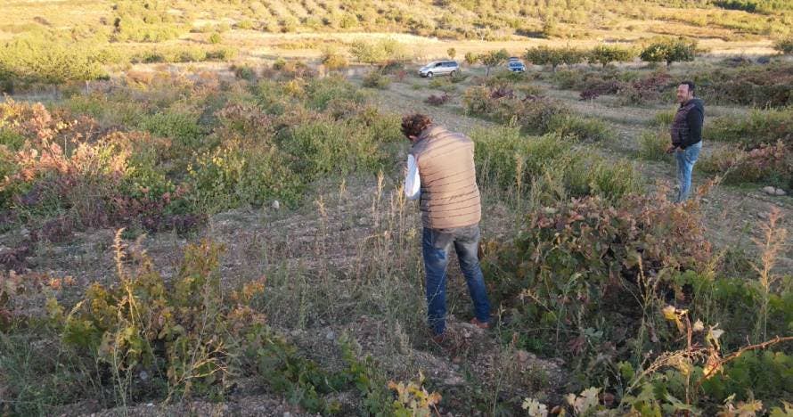Experiencia enológica: historia, tradición y cata de vinos