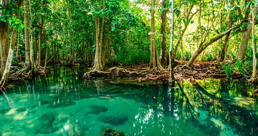 4 tours en San Andrés: acuario, mantarrayas, manglares y Haynes Cay