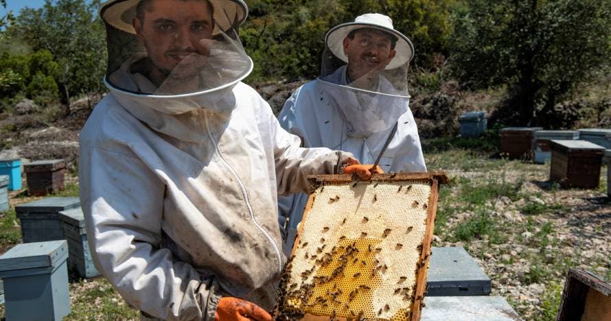 Las abejas y su miel, desde dentro