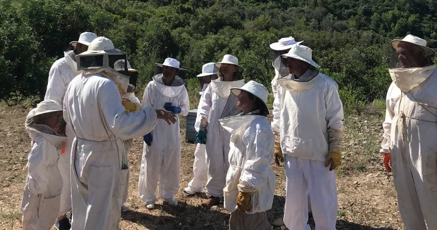 Las abejas y su miel, desde dentro