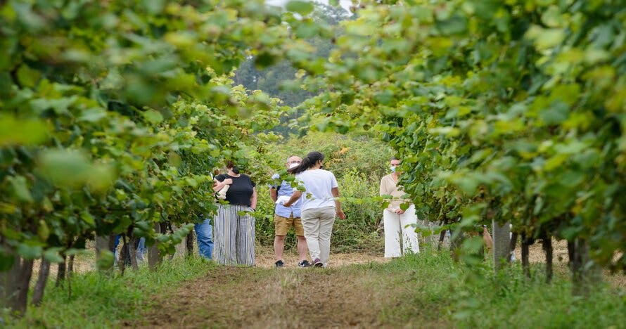 Visita Adega Eidos: degustación de Albariño y conservas gourmet