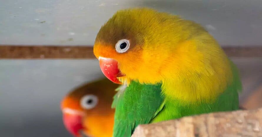 Entrada Zoo Koki, un lugar por y para los animales