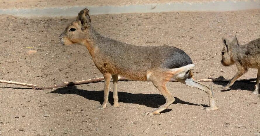 Entrada Zoo Koki, un lugar por y para los animales