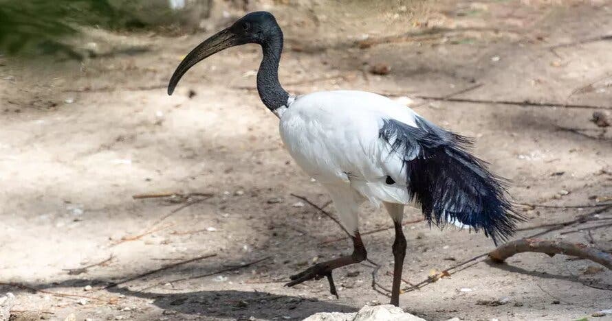 Entrada Zoo Koki, un lugar por y para los animales