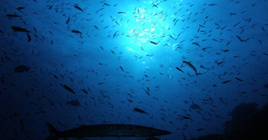 Bautizo de Buceo