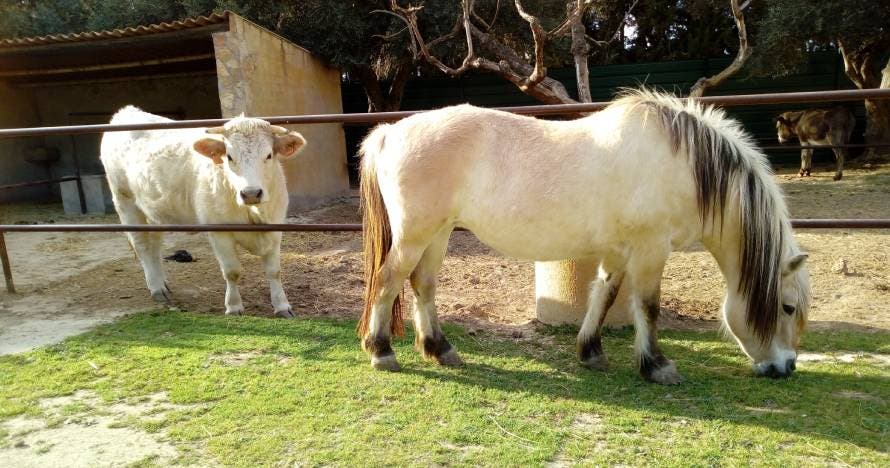 Visita la granja y diviértete en familia entre naturaleza y animales
