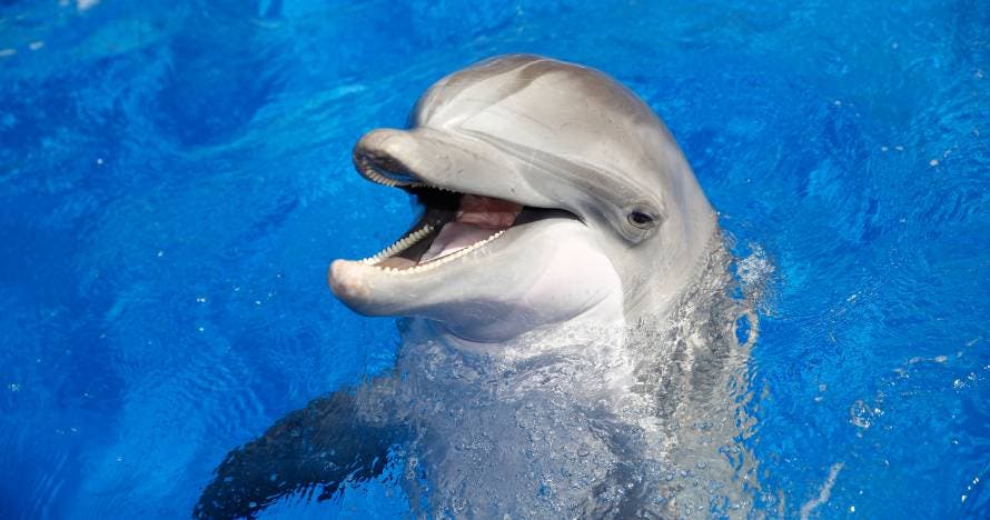 Marineland Catalunya