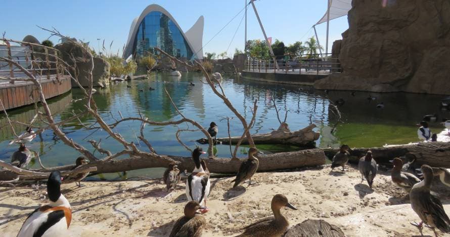 Oceanogràfic o Ciudad de las Artes y de las Ciencias o Combo