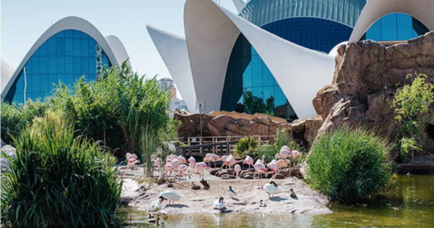 Oceanogràfic o Ciudad de las Artes y de las Ciencias o Combo
