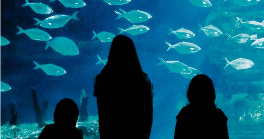 Oceanogràfic o Ciudad de las Artes y de las Ciencias o Combo