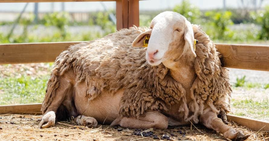 Explora la granja y descubre la belleza del Espacio Botánico
