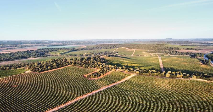 Experiencia en Bodega Bela: viñedo, bodega y cata maridada