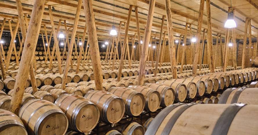 Experiencia en Bodega Bela: viñedo, bodega y cata maridada