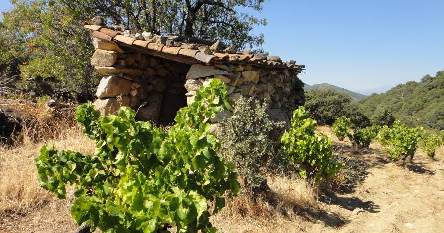 Explora Bodegas Canopy: viñedos, bodega y cata de vinos