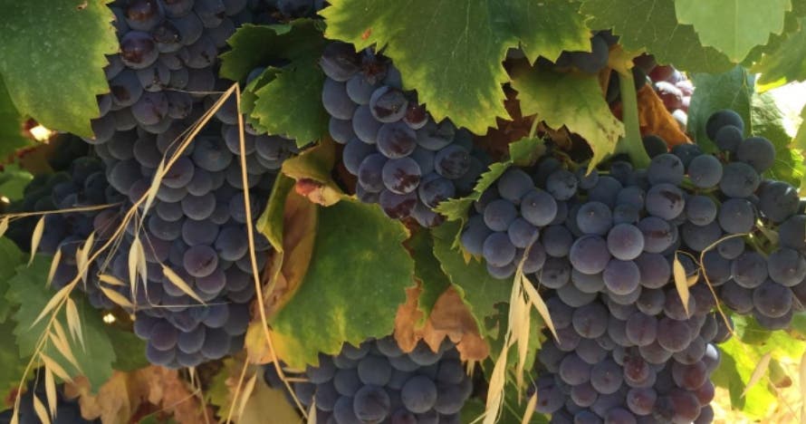 Explora Bodegas Canopy: viñedos, bodega y cata de vinos