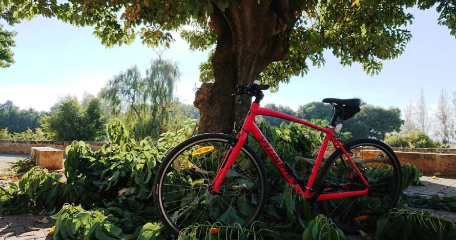 Alquiler de bicicletas en Palma de Mallorca