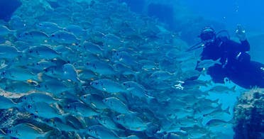 Bautizo de buceo - Discover Scuba Diving