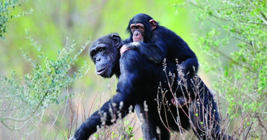 Entradas para la Réserve Africaine de Sigean