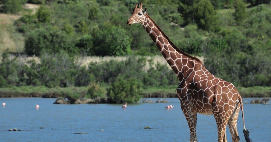 Entradas para la Réserve Africaine de Sigean