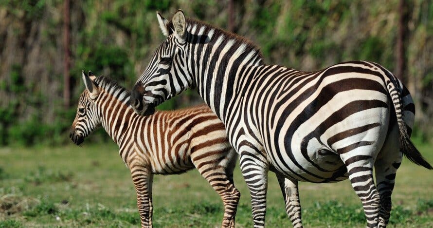 Entradas para la Réserve Africaine de Sigean