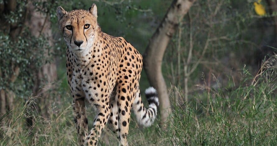 Entradas para la Réserve Africaine de Sigean