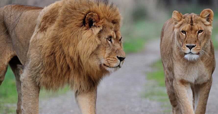Entradas para la Réserve Africaine de Sigean