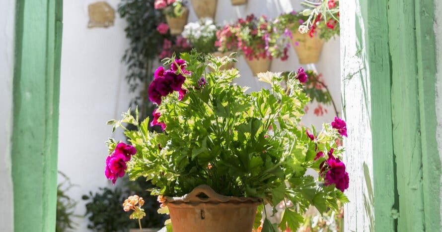Free Tour por los Patios de Córdoba