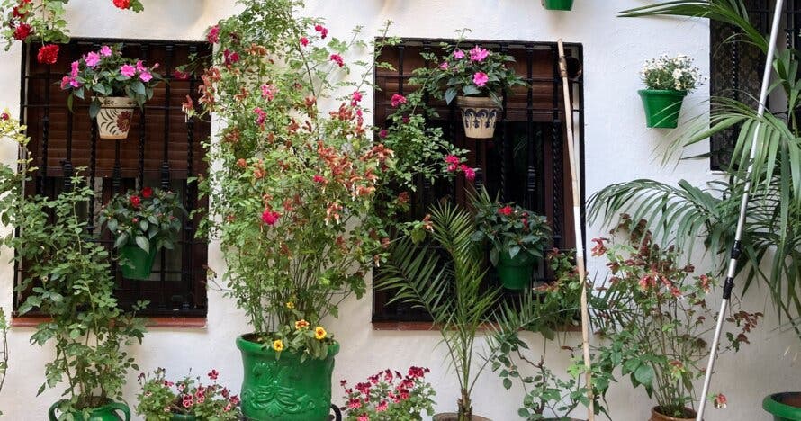 Free Tour por los Patios de Córdoba