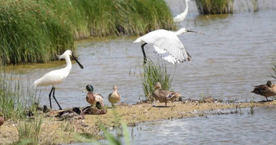 Fem Natura: Descubre el Delta del Llobregat, ¡te sorprenderá!