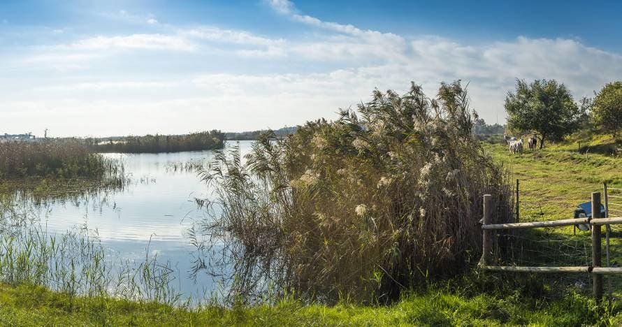 Fem Natura: Descubre el Delta del Llobregat, ¡te sorprenderá!
