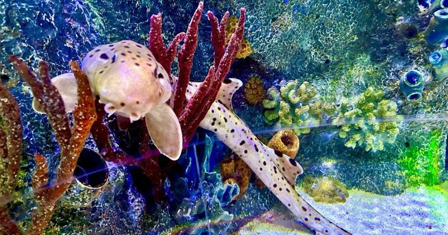 Sea Life Orlando