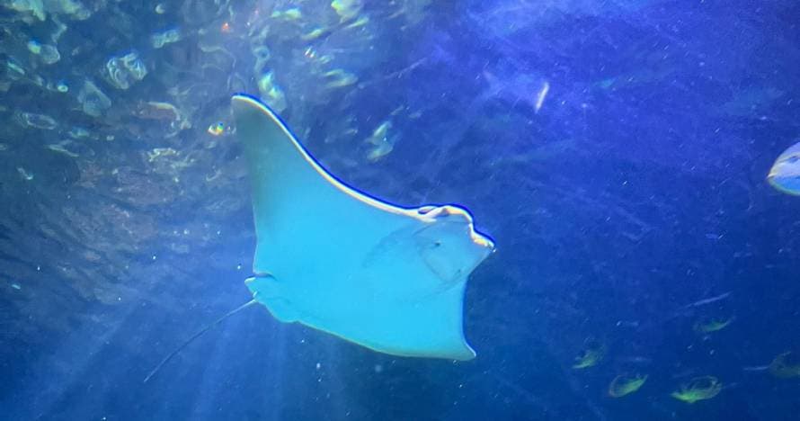 Sea Life Orlando