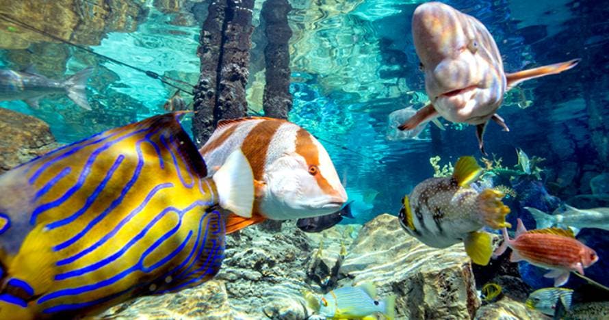 SeaVenture en Discovery Cove
