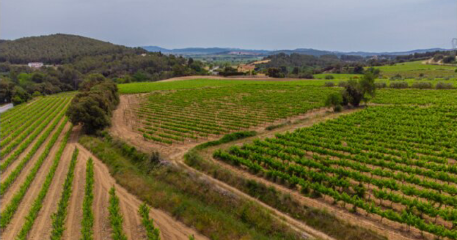 Degustación de vinos para descubrir nuevos olores y sabores