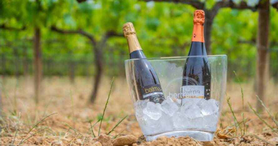 Experiencia única: visita, degustación y obsequio en bodega familiar