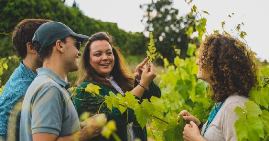 Visita guiada en la bodega seguido de cesta picnic para 2 personas
