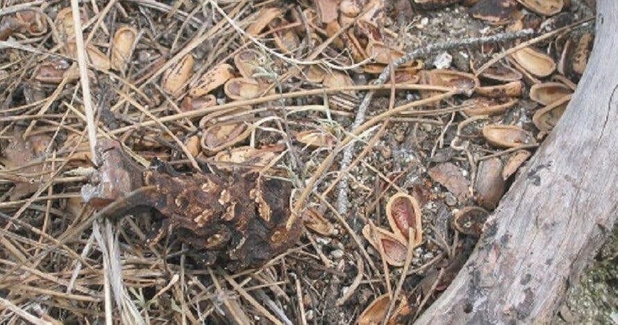 Fem Natura: Descubre la fauna secreta del bosque
