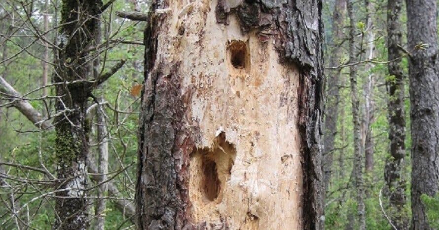 Fem Natura: Descubre la fauna secreta del bosque
