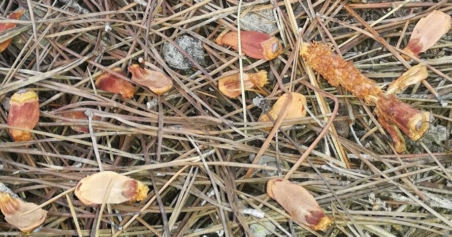 Fem Natura: Descubre la fauna secreta del bosque