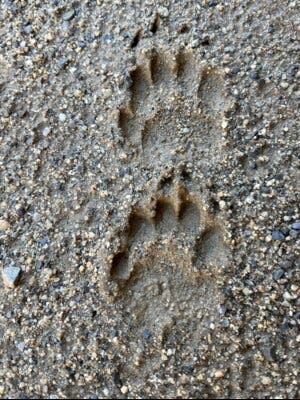 Fem Natura: Descubre la fauna secreta del bosque