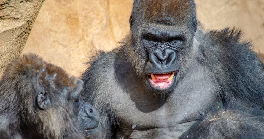 Bioparc Fuengirola