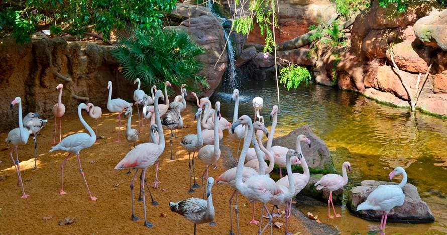 Bioparc Fuengirola
