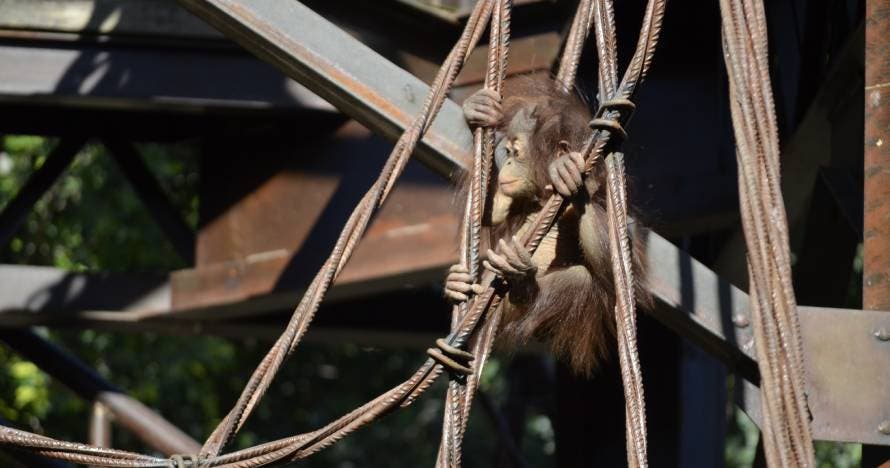 Bioparc Fuengirola