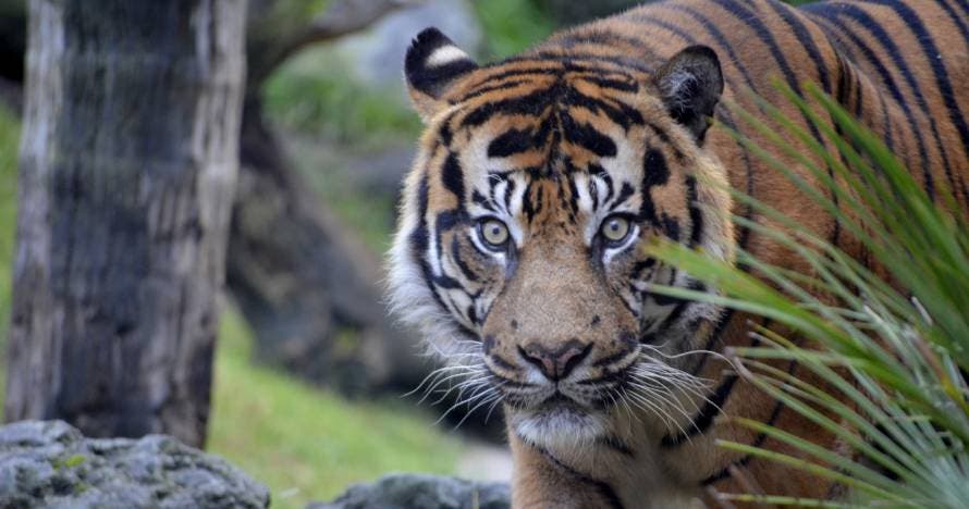 Bioparc Fuengirola