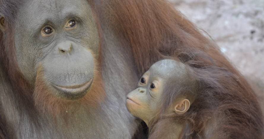 Bioparc Fuengirola