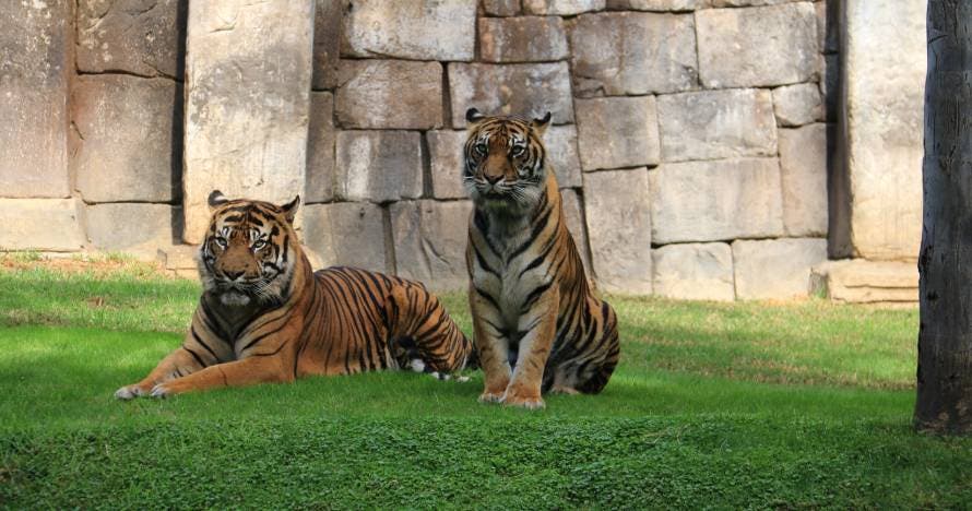 Bioparc Fuengirola