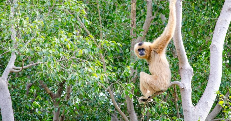 Bioparc Fuengirola
