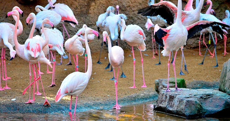 Bioparc Fuengirola
