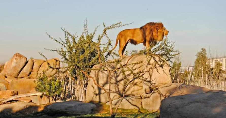Bioparc Valencia